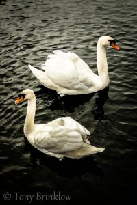 Swan-ful Symmetry