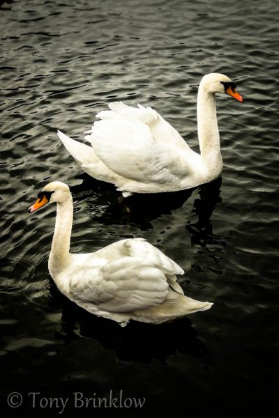 Swan-ful Symmetry