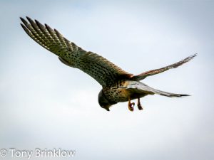 Kestrel