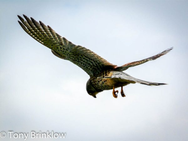 Kestrel