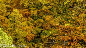 Glorious Autumn Colours
