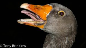 Goose Teeth