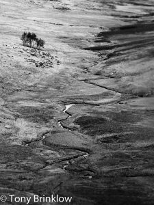 Solitary Copse