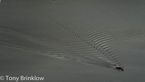 Bow Shock