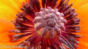 The Poppy, a Thing of Beauty