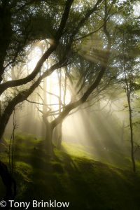 Sunburst through the Woods - II