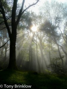 Sunburst through the Woods - I