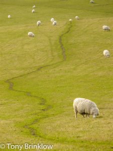 Where Sheep May Safely Graze
