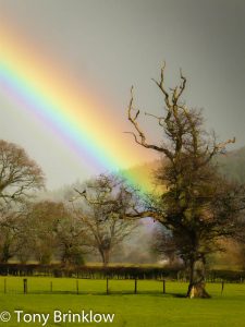 Tree of Gold