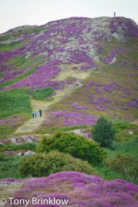 The Purple Splendour of Conwy Mountain, Snowdonia