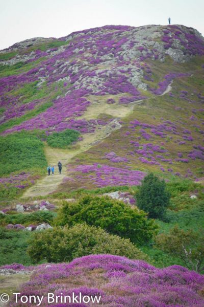 The Purple Splendour of Conwy Mountain, Snowdonia