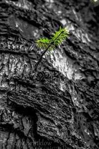 Mini-Tree