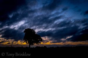 One Tree Sunrise - V