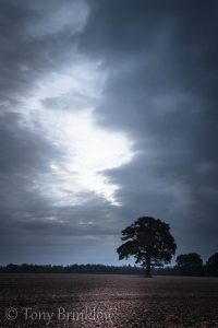 One Tree Sunrise - IV