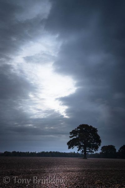 One Tree Sunrise - IV