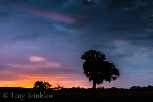 One Tree Sunrise - III