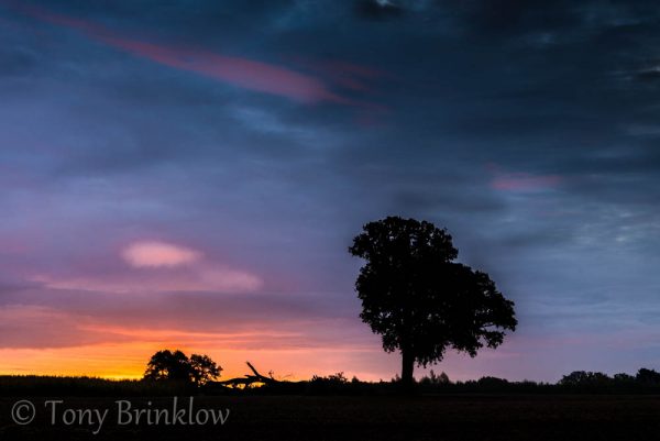 One Tree Sunrise - III