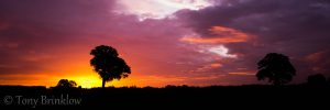 One Tree Sunrise - II