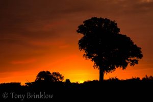 One Tree Sunrise - I