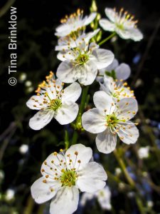 IMG_0031-thm
