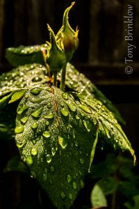 DSC_5644_thm