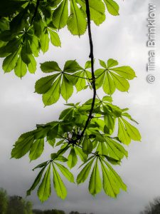 IMG_0383-thm