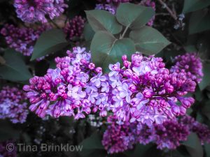 IMG_7885-thm