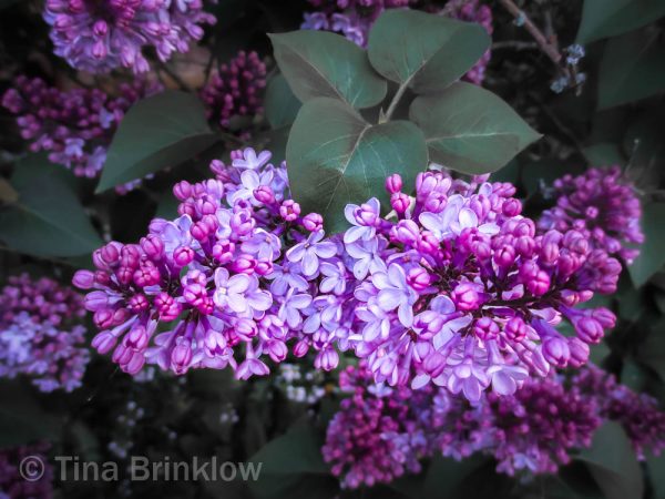 IMG_7885-thm